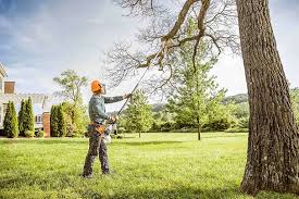 Best Tree Health Inspection  in Rialto, CA