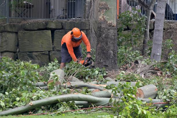 Reliable Rialto, CA  Tree Services Solutions